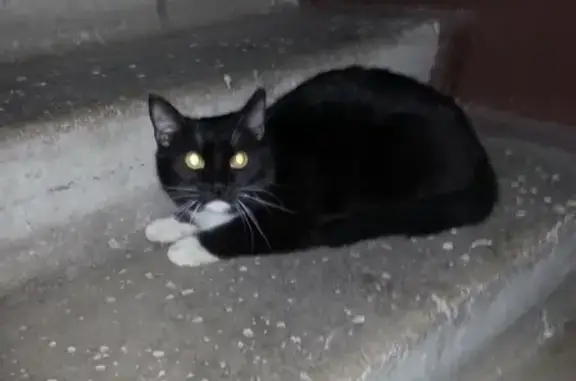 Найден котик в Орехово-Зуево, ищет дом