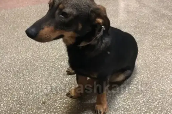 Найдена собака возле НГАСУ, Октябрьский район