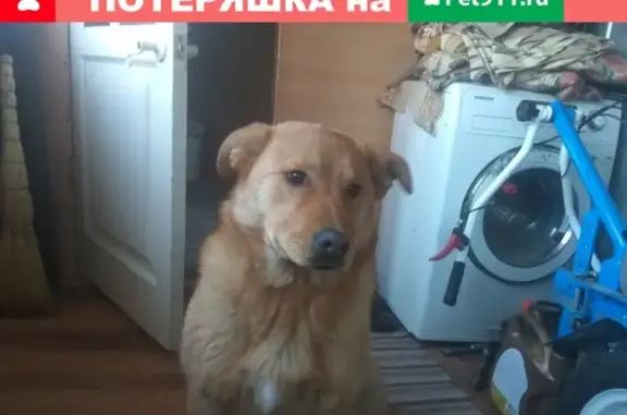Собака Рыжий найдена в Ярославле.