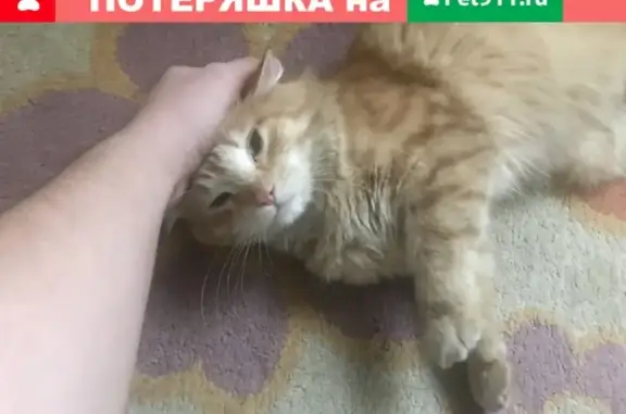 Ярко-рыжая кошка найдена в Зеленограде, к106.