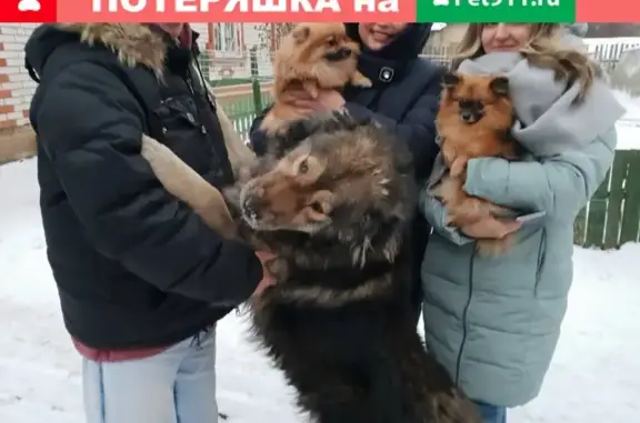 Собаки потеряшки, Нижний Новгород, фото: Потеряшка собака 