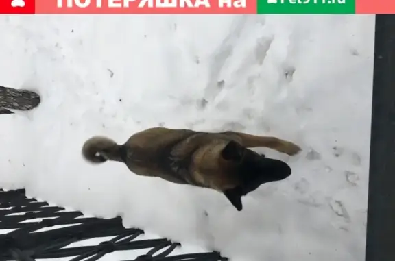 Найдена собака на Красногвардейских прудах, Москва