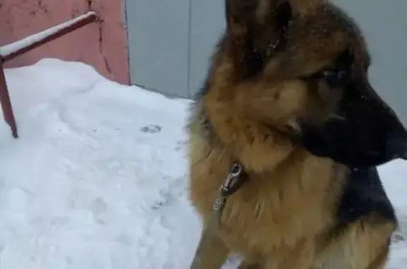 Найдена собака на улице Мира, 53