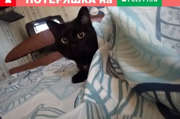 Кошки потеряшки, Курган, фото: Потеряшка кот, Ленина 48, красный ошейник