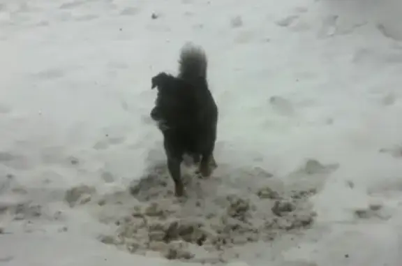 Найдена собака на Народной 10 в Пскове