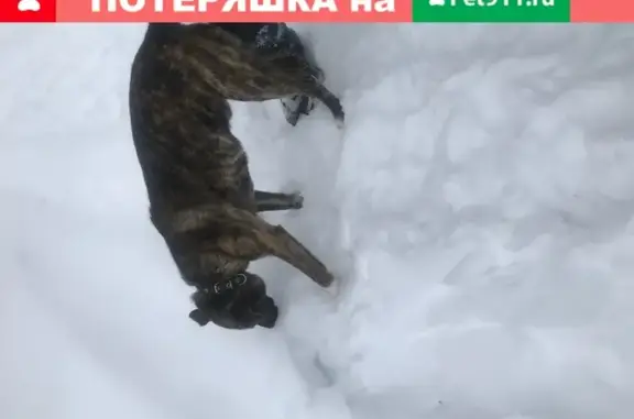 Найден молодой пёс в Богородске на улице Свердлова