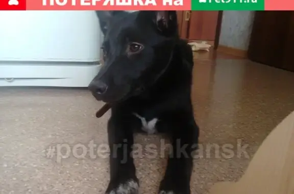 Пропала собака Муха на Б.Хмельцкого, Калининский район