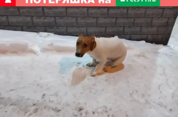 Найдена потеряшка собака в Саратове на улице Радищева/Мичурина