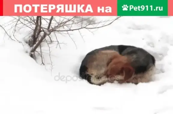 Найдена собака на ул. Озерная 3а - замерзает!