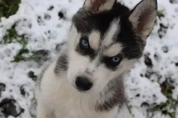 Собаки потеряшки, Заречный, фото: Потеряшка собака Шанти в х. Заречный, нужна помощь!
