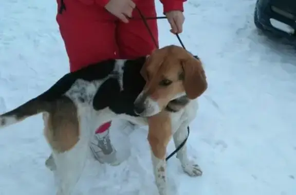 Найдена собака в д. Моховички с ошейником