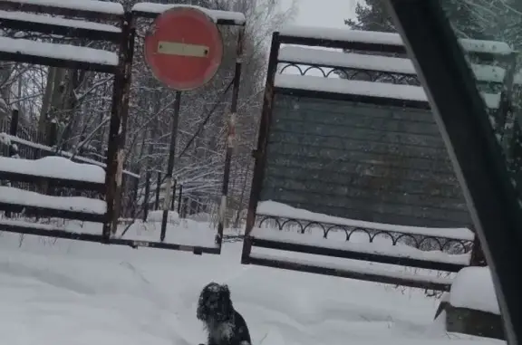 Срочно ищем хозяев для найденной собаки в Новоуральске