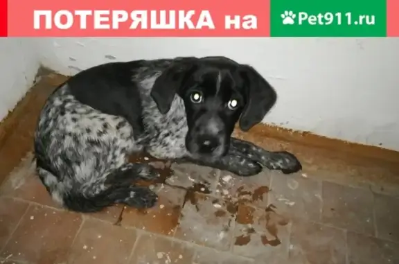 Щенок-мальчик курцхаар найден в Комсомольске-на-Амуре