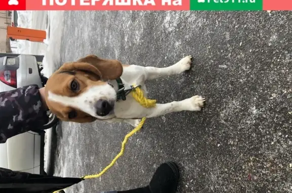Собака найдена в пос. Коммунарка, Москва