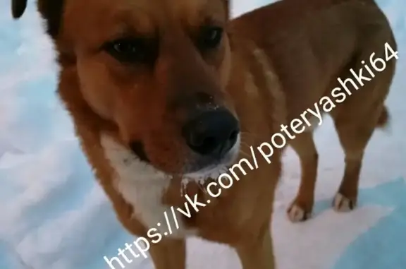Найдена рыжая собака на ул. Бахметьевской, Саратов.