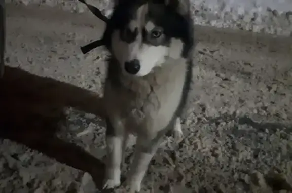 Найдена собака в д. Кукарино, Ивановская область