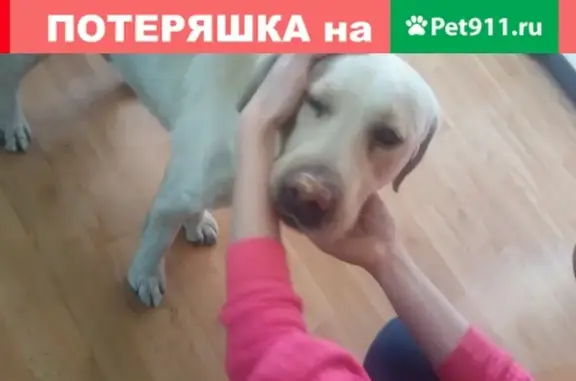 Найдена собака на Кретова 1 в Минусинске
