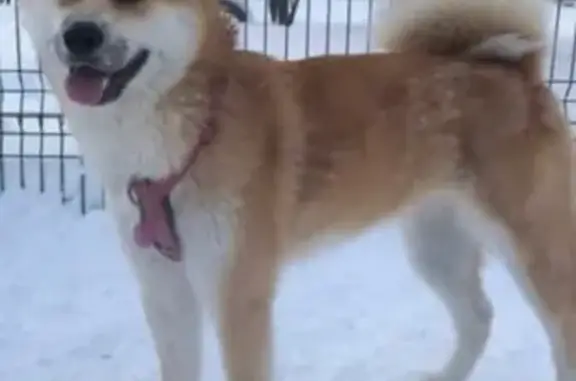 Пропала собака в Царицыно, Акита-ину, девочка 2 года