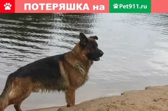 Пропала собака на Придорожной, Ленинский р-н, Уфа