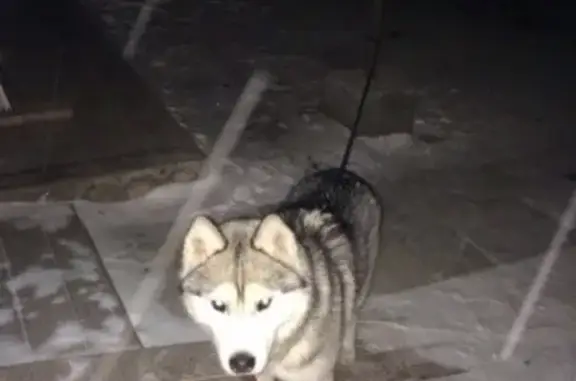 Найден хаски/маламут в Полевском, ищем хозяев.