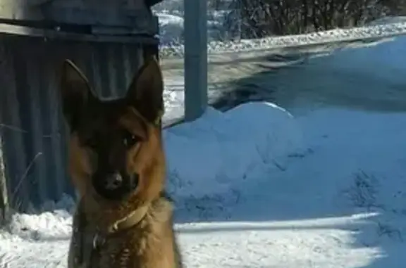 Собаки потеряшки, Горно-Алтайск, фото: Потеряшка немецкая овчарка в районе Каяс, Республика Алтай