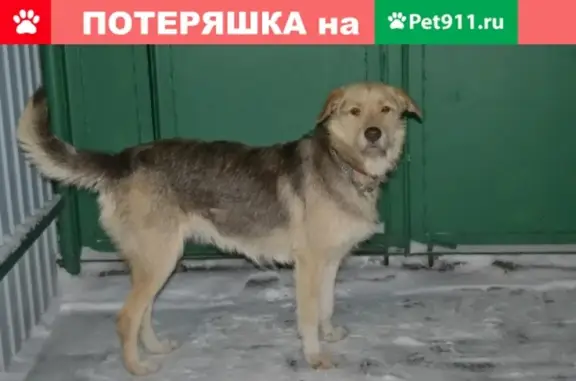 Собаки потеряшки, Липецк, фото: Потеряшка собака в Липецке!