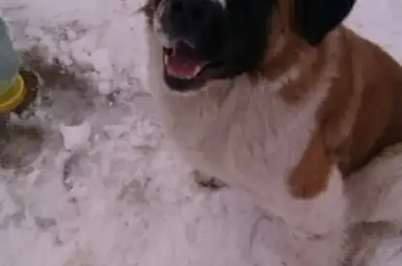 Пропала собака возле 3 школы в Красноармейске