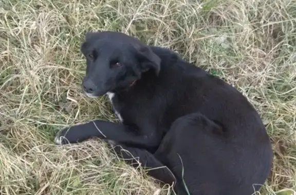 Найдена собака возле ул. Молодежная в Новороссийске