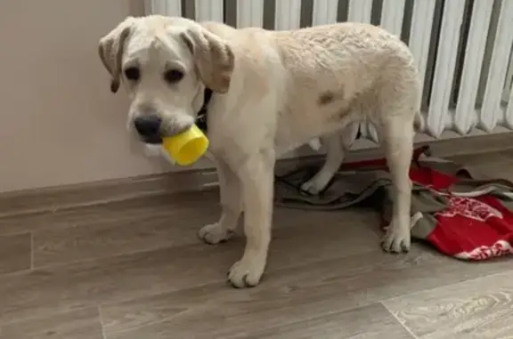 Собака найдена в Перми, ищем хозяина.