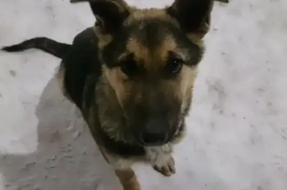 Найдена собака на улице Печатников, ищет нового хозяина.