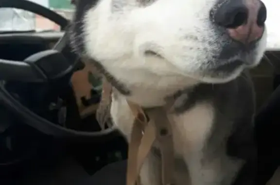 Найдена собака Хаски в Волосовском районе