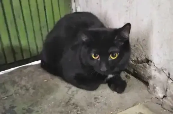 Найдены две чёрные кошки в Петрозаводске