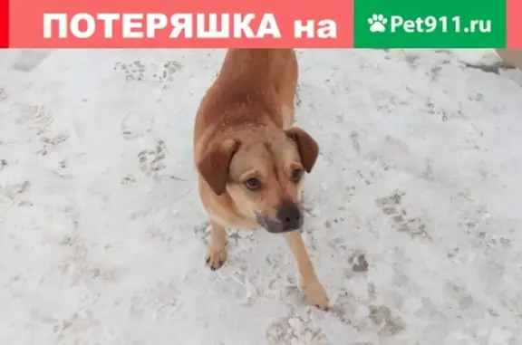 Найдена собака возле КУПХГ в Калуге