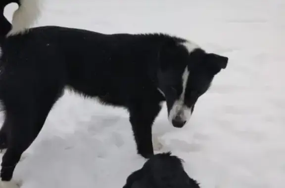 Потеряшка собака в Серпухове, ищет новых хозяев