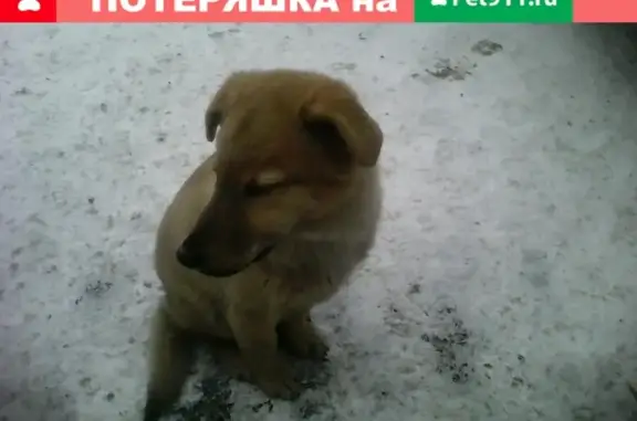Найден щенок в Русской Борковке, ищет хозяев.