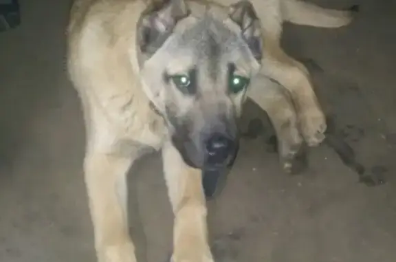 Найден щенок алабай в Домодедово