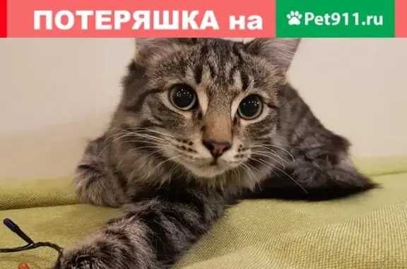 Найден кот (Екатеринбург)