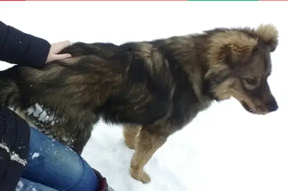 Пропала собака Миша в Кокошкино, Тверская область
