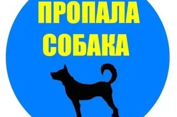 Пропала собака в Оренбурге, район Аренда #Потеряшка_Линда