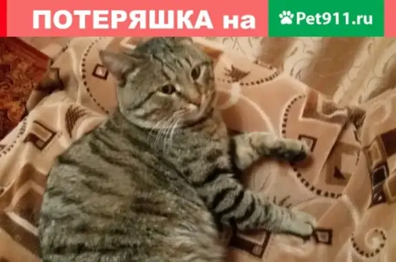 Кошки потеряшки, Ижевск, фото: Потеряшка кот на ул. Коммунаров 355