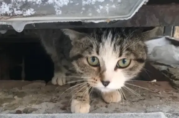 Пропала кошка на улице 2 Мкр-2 в Бузулуке, Оренбургская область