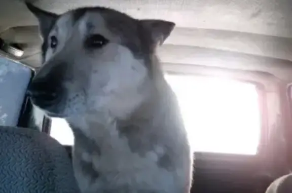 Найдена собака породы лайка в Урюпинске