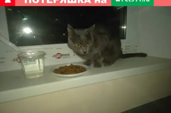 Найдена кошка на Якурнова, Ульяновск
