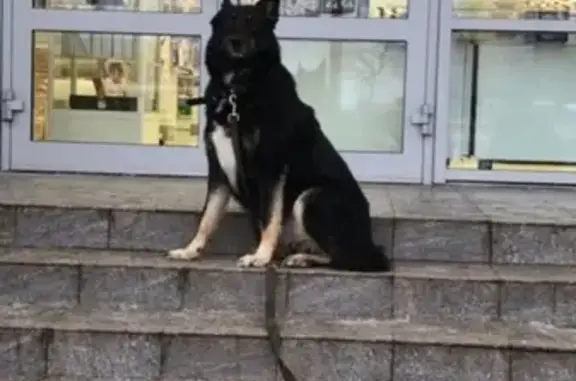 Найдена собака в СПб, Невский район - Рыбацкое!