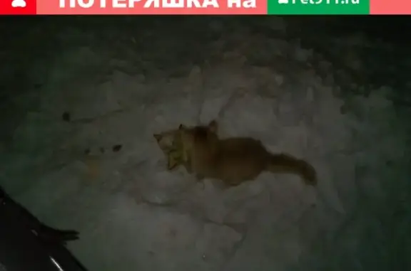 Пропала рыжая кошка в Берёзовке, вознаграждение!