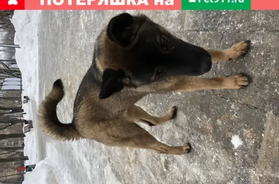 Найдена собака в Пресненском районе, Москва