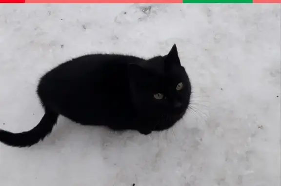 Найдена кошка во Владимире