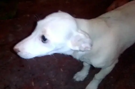 Белая щеночка-девочка найдена в Нижнем Тагиле