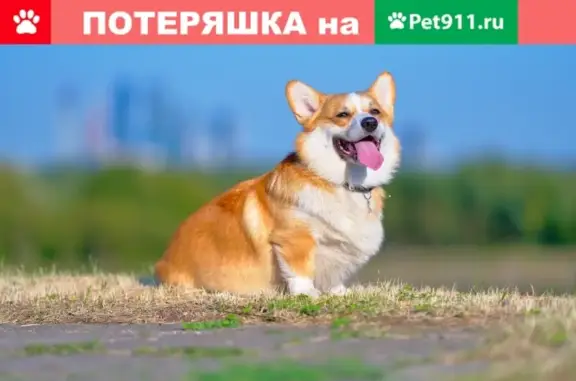 Пропала собака Вельш Корги на Ильинском бульваре, Московская область