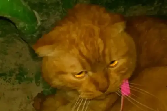 Найден рыжий кот с ошейником на ул. Одоевского 50